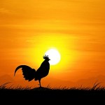 תרנגול בשקיעה מוקטן